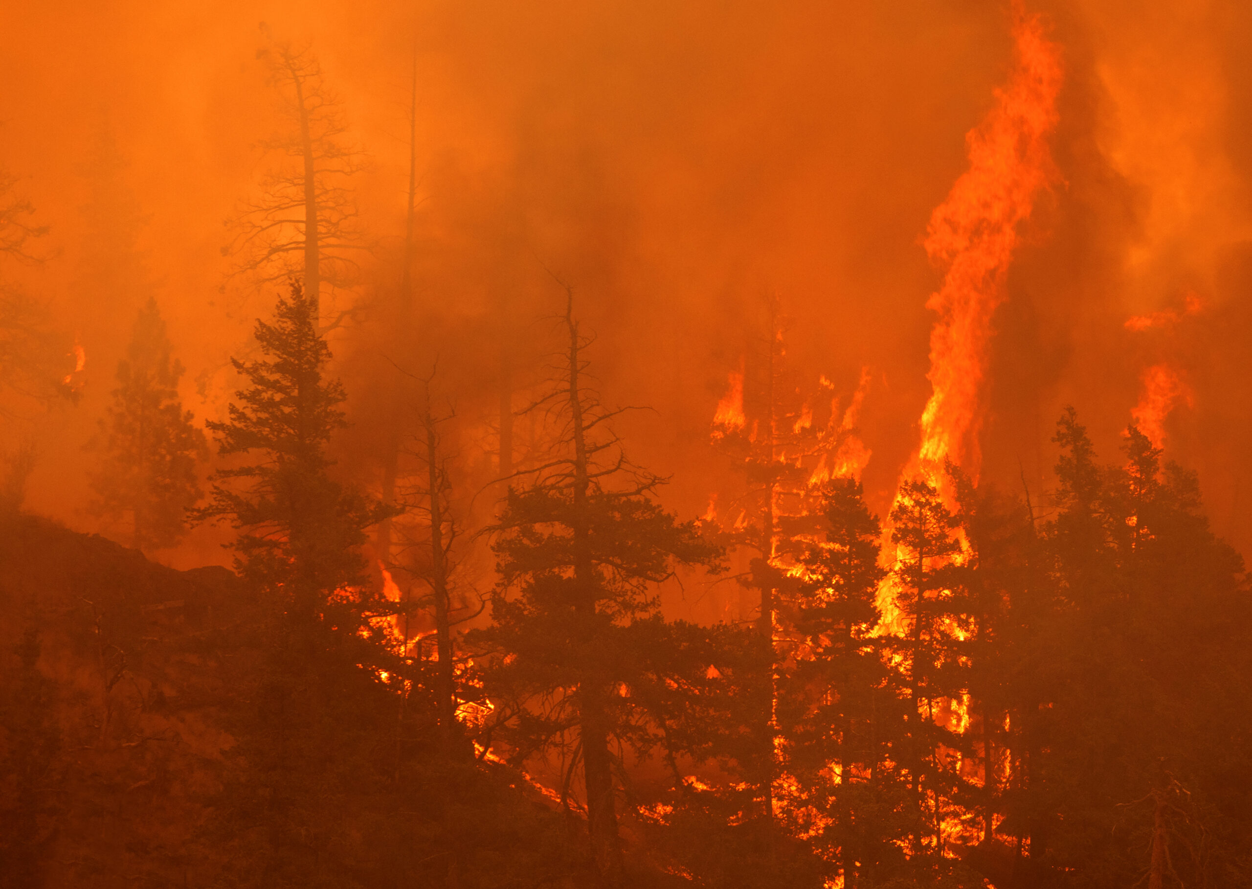 Wildfire Preparedness